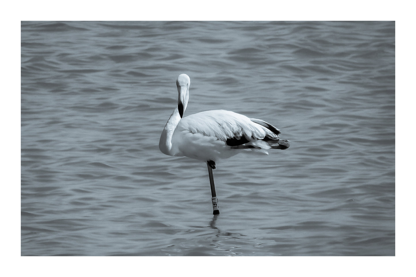 Flamant rose posé sur une patte dans les eaux bleues de l’Almanarre à Hyères., noir et blanc avec bordure