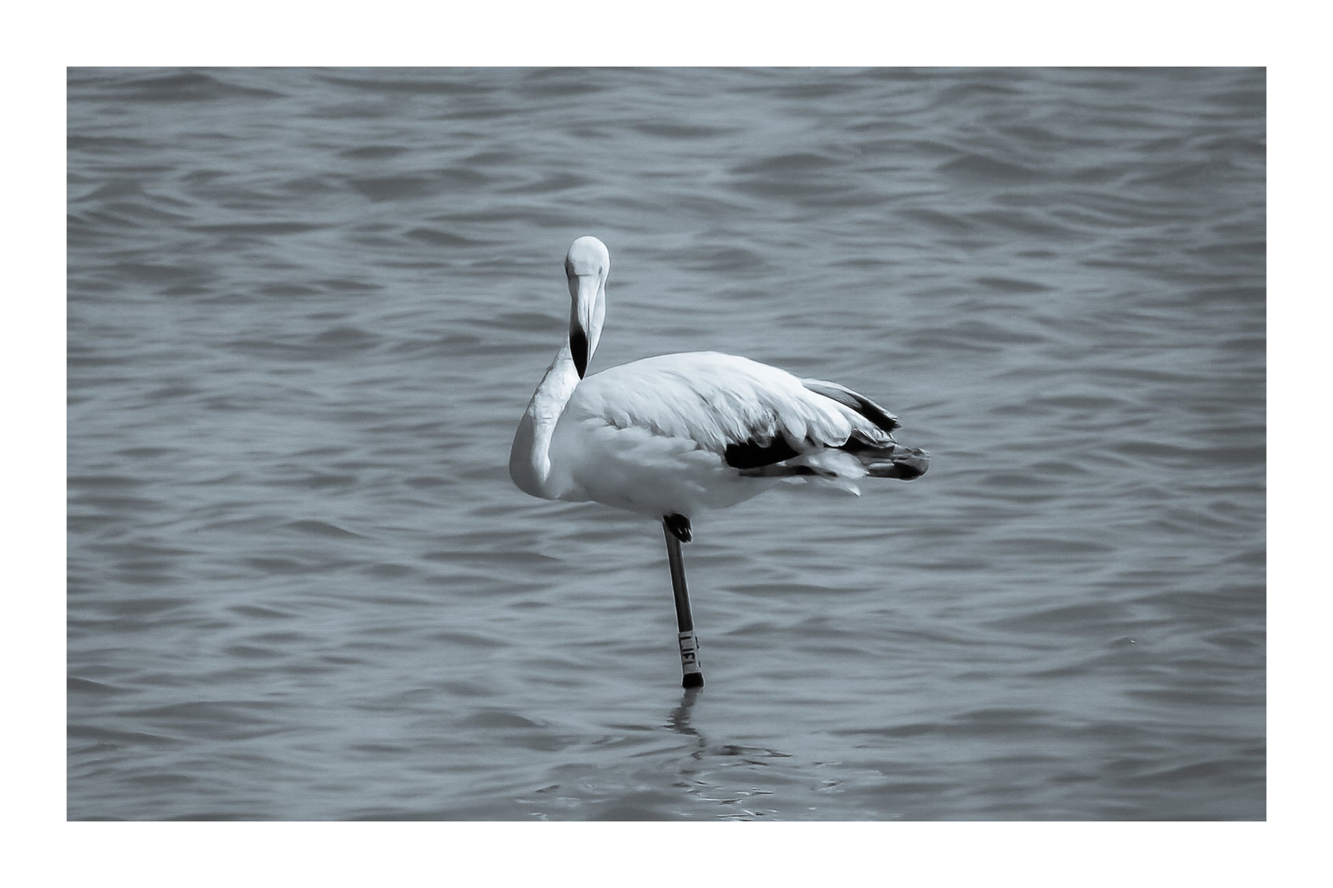 Flamant rose posé sur une patte dans les eaux bleues de l’Almanarre à Hyères., noir et blanc avec bordure