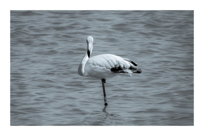 Flamant rose posé sur une patte dans les eaux bleues de l’Almanarre à Hyères., noir et blanc avec bordure