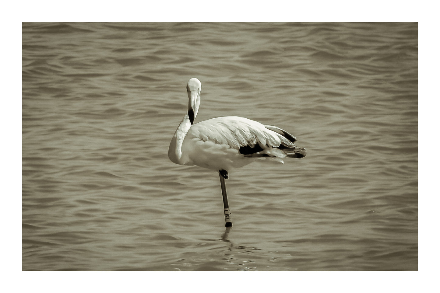 Flamant rose posé sur une patte dans les eaux bleues de l’Almanarre à Hyères, vintage avec bordure
