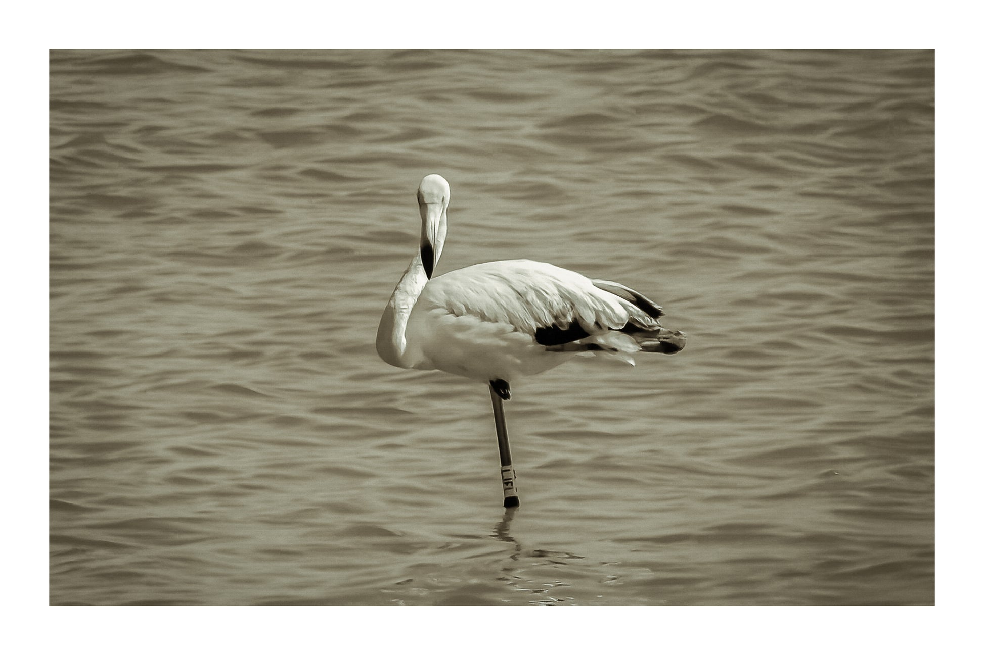 Flamant rose posé sur une patte dans les eaux bleues de l’Almanarre à Hyères, vintage avec bordure