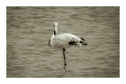 Flamant rose posé sur une patte dans les eaux bleues de l’Almanarre à Hyères, vintage avec bordure