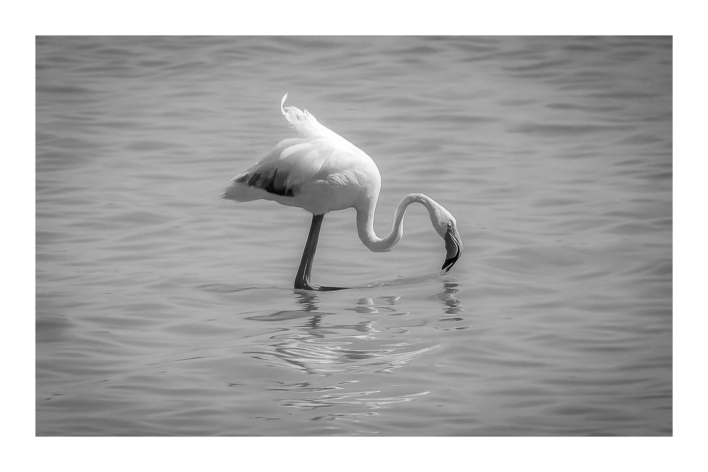 Flamant rose penché vers l’eau en train de se nourrir à l’Almanarre, noir et blanc avec bordure