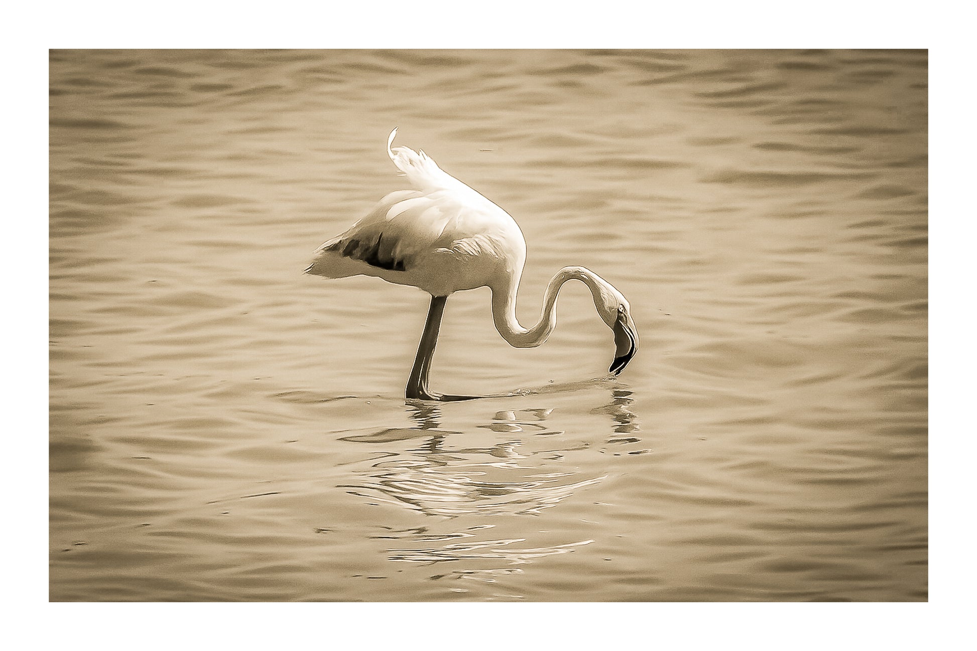 Flamant rose penché vers l’eau en train de se nourrir à l’Almanarre, vintage avec bordure