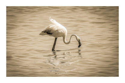 Flamant rose penché vers l’eau en train de se nourrir à l’Almanarre, vintage avec bordure