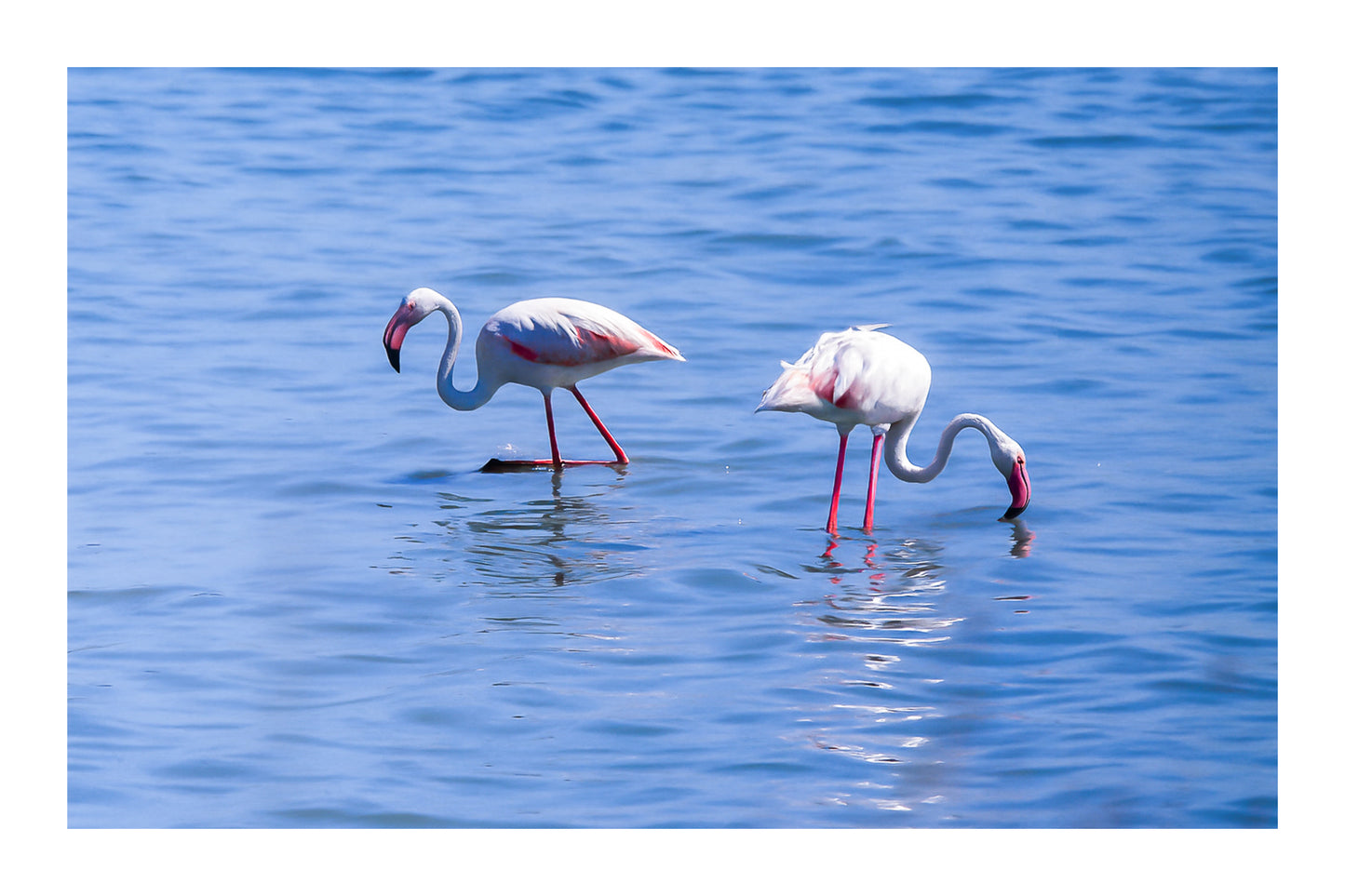 Trois flamants roses cherchant leur nourriture dans la mer à l’Almanarre avec bordure