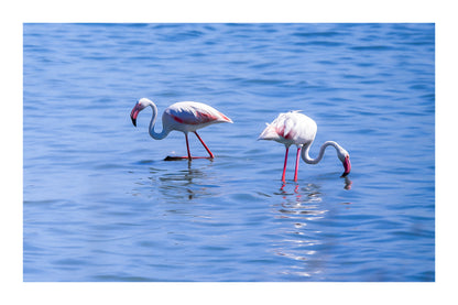 Trois flamants roses cherchant leur nourriture dans la mer à l’Almanarre avec bordure