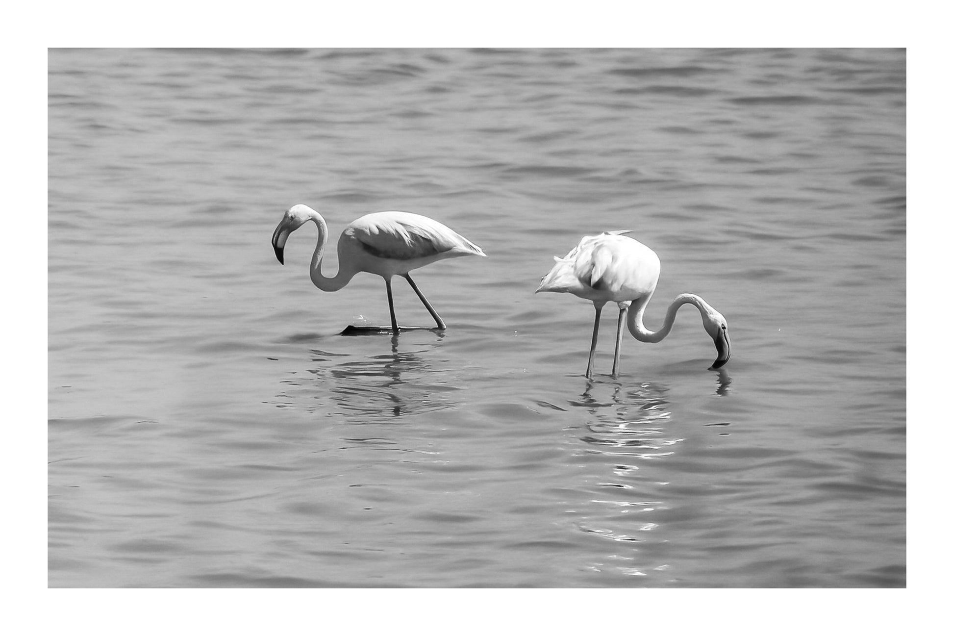 Trois flamants roses cherchant leur nourriture dans la mer à l’Almanarre, noir et blanc avec bordure