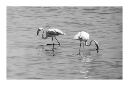 Trois flamants roses cherchant leur nourriture dans la mer à l’Almanarre, noir et blanc avec bordure