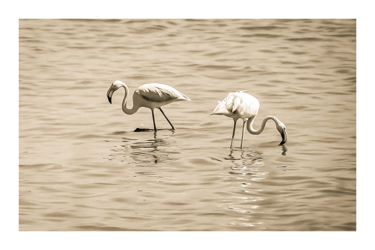 Trois flamants roses cherchant leur nourriture dans la mer à l’Almanarre, vintage avec bordure