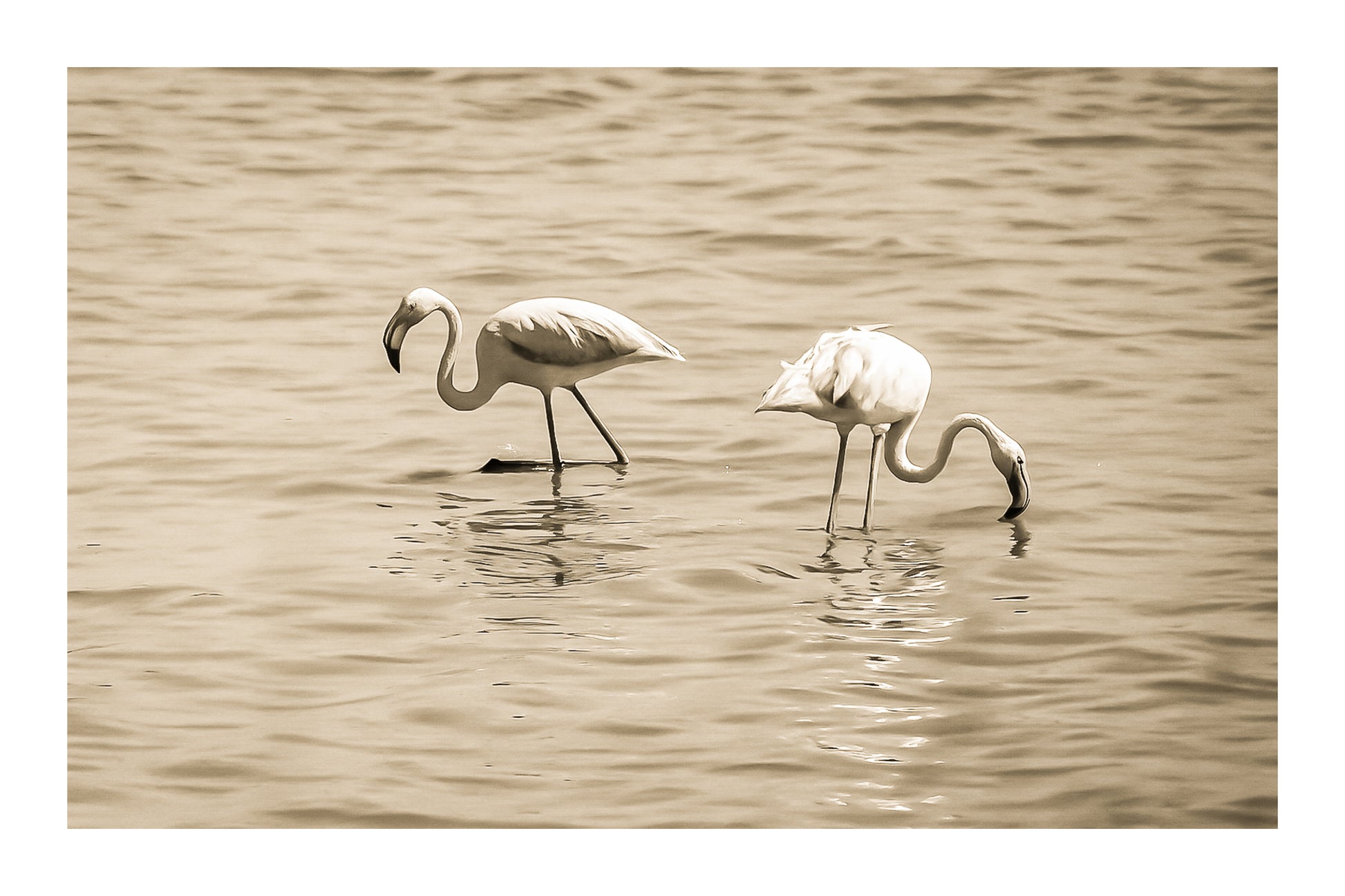 Trois flamants roses cherchant leur nourriture dans la mer à l’Almanarre, vintage avec bordure