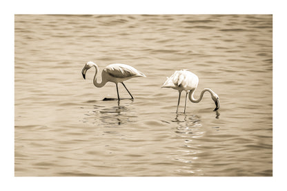 Trois flamants roses cherchant leur nourriture dans la mer à l’Almanarre, vintage avec bordure