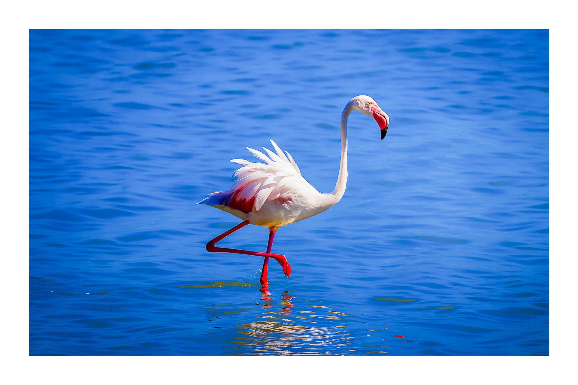 Flamant rose marchant avec les ailes légèrement déployées sur l’eau de l’Almanarre avec bordure