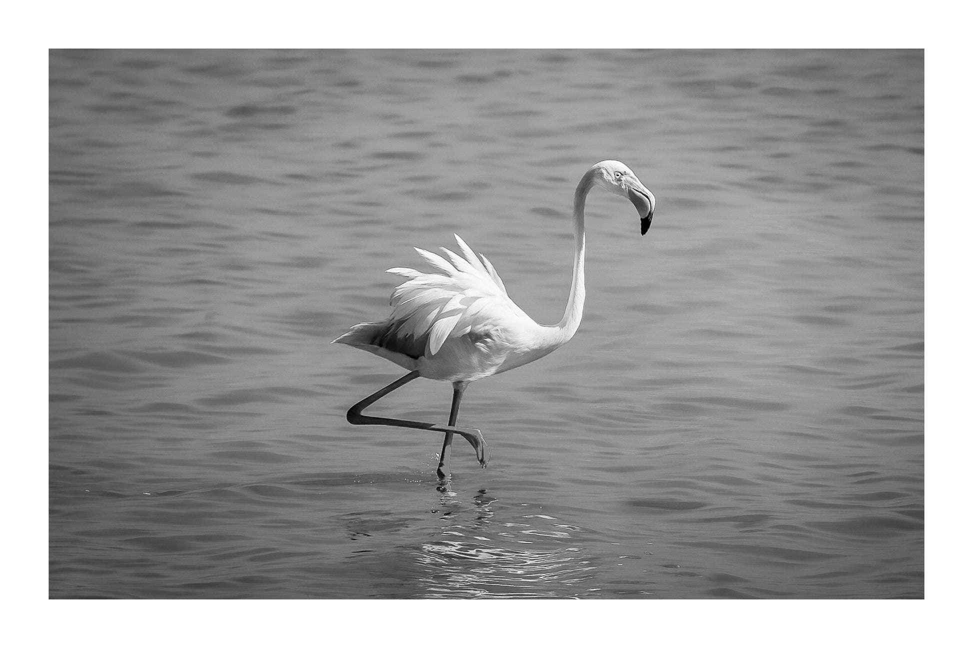Flamant rose marchant avec les ailes légèrement déployées sur l’eau de l’Almanarre, noir et blanc avec bordure