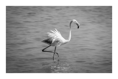 Flamant rose marchant avec les ailes légèrement déployées sur l’eau de l’Almanarre, noir et blanc avec bordure