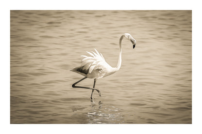 Flamant rose marchant avec les ailes légèrement déployées sur l’eau de l’Almanarre, vintage avec bordure