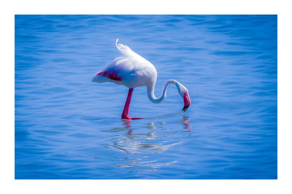 Flamant rose penché vers l’eau en train de se nourrir à l’Almanarre avec bordure
