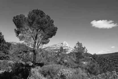 Grand pin isolé dans le paysage avec la Sainte-Victoire en arrière-plan sous un ciel bleu profond, noir et blanc