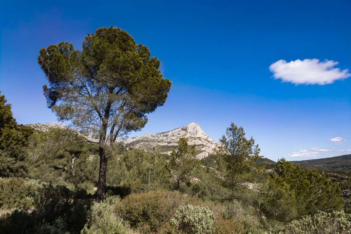 Grand pin isolé dans le paysage avec la Sainte-Victoire en arrière-plan sous un ciel bleu profond