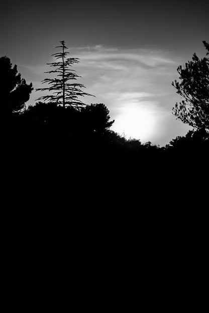 Coucher de soleil derrière une ligne de pins à Bibemus, ciel doré et grand pin en silhouette, en noir et blanc