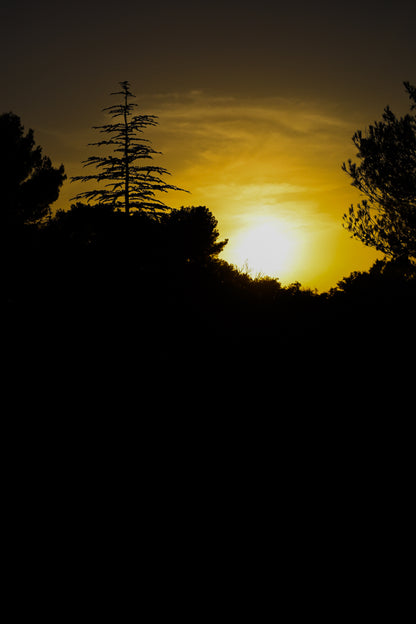 Coucher de soleil derrière une ligne de pins à Bibemus, ciel doré et grand pin en silhouette