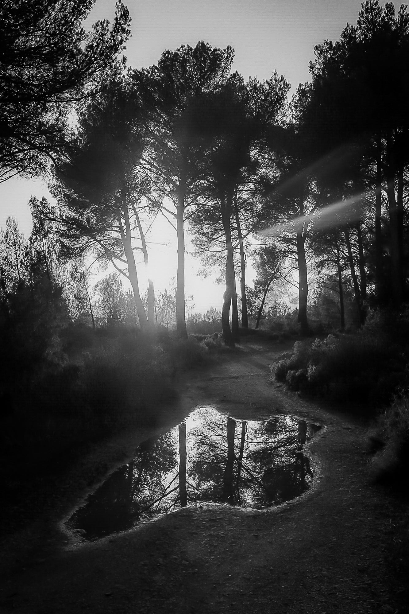 Reflet du soleil couchant dans une flaque sur un chemin forestier à Bibemus, noir et blanc