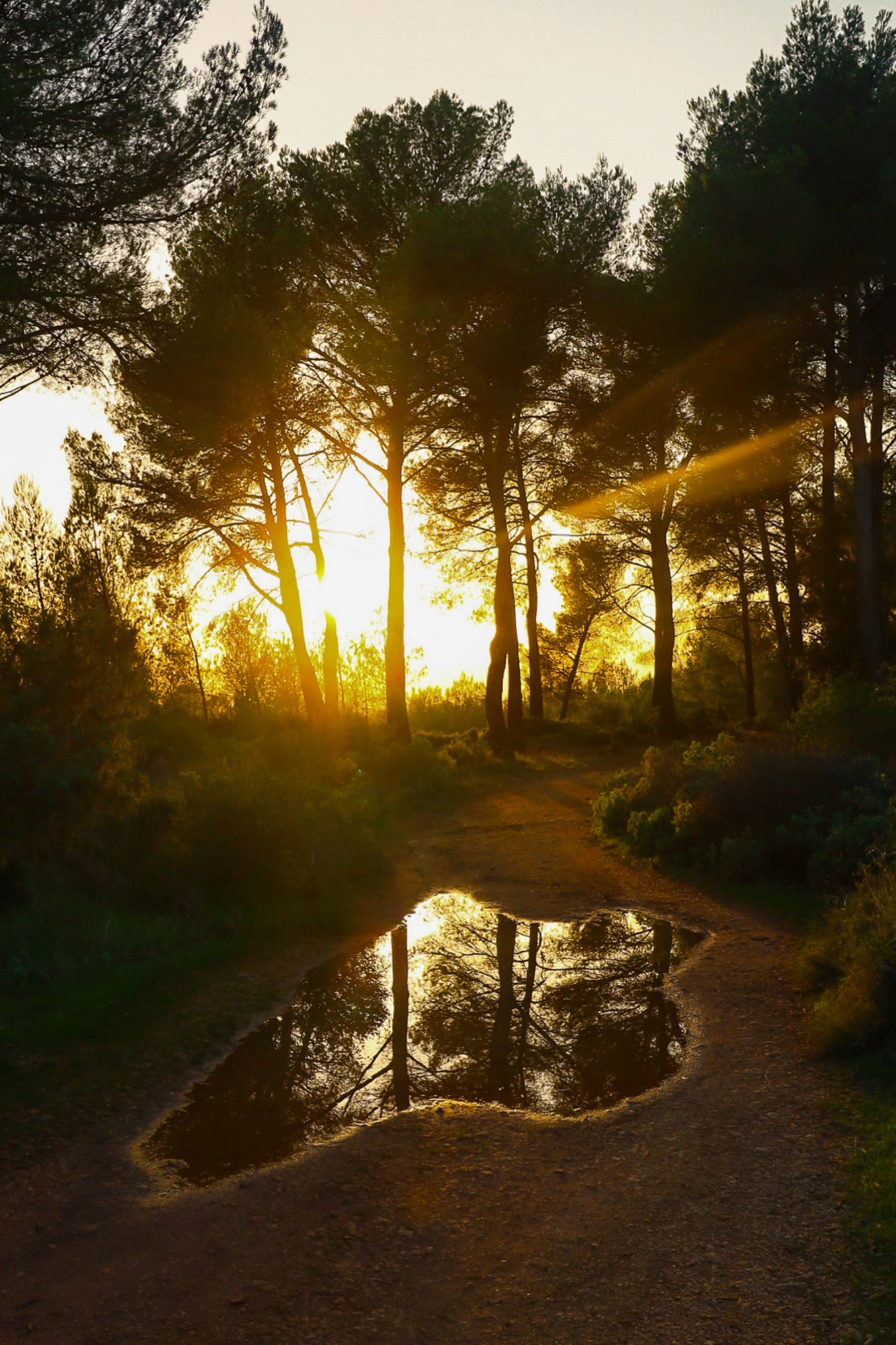 Reflet du soleil couchant dans une flaque sur un chemin forestier à Bibemus