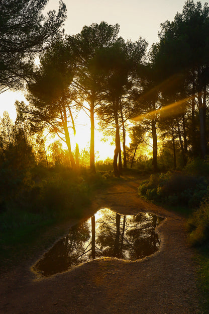 Reflet du soleil couchant dans une flaque sur un chemin forestier à Bibemus