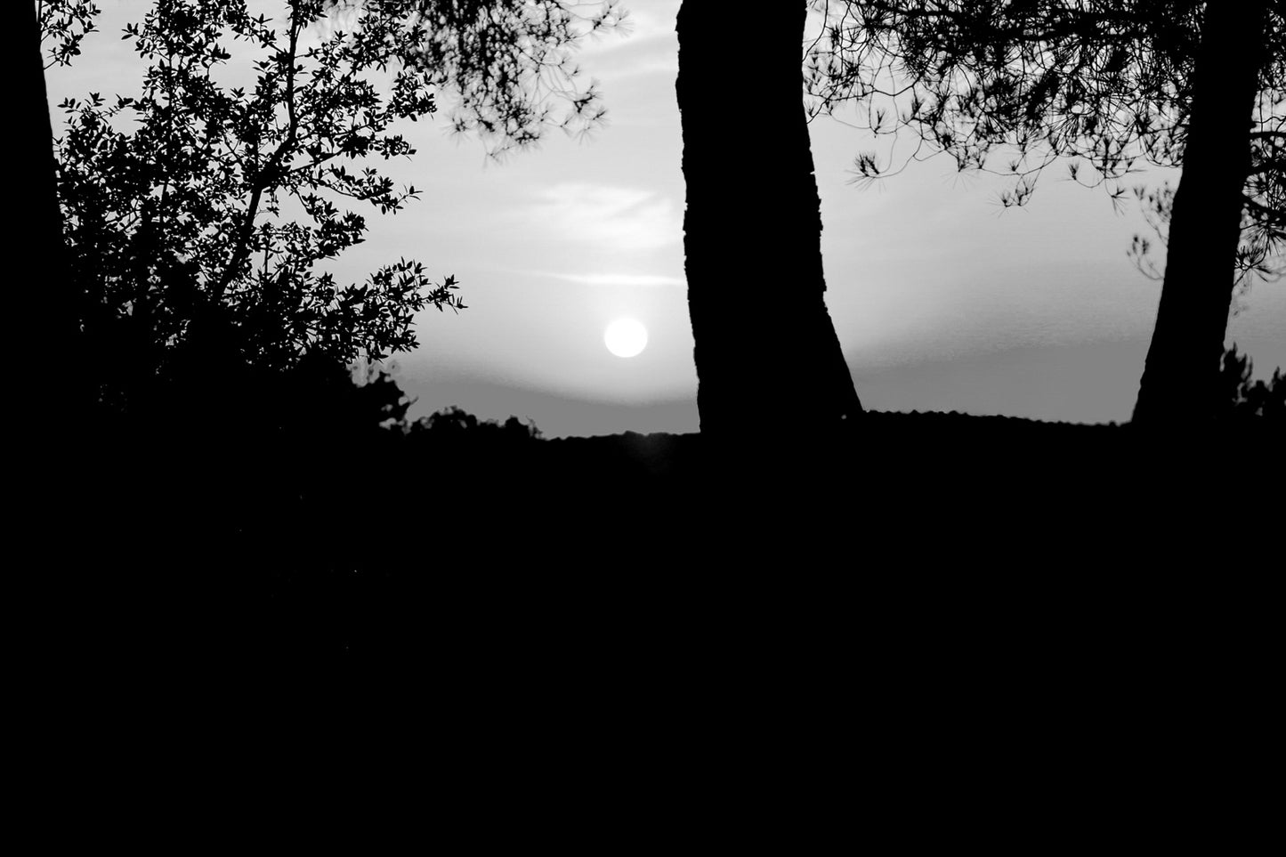 Soleil bas cadré entre les troncs et le feuillage, ciel rougeoyant à Bibemus, noir et blanc