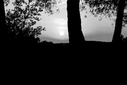 Soleil bas cadré entre les troncs et le feuillage, ciel rougeoyant à Bibemus, noir et blanc