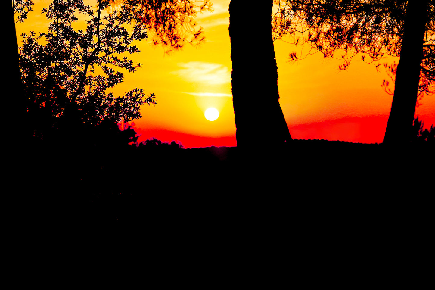 Soleil bas cadré entre les troncs et le feuillage, ciel rougeoyant à Bibemus
