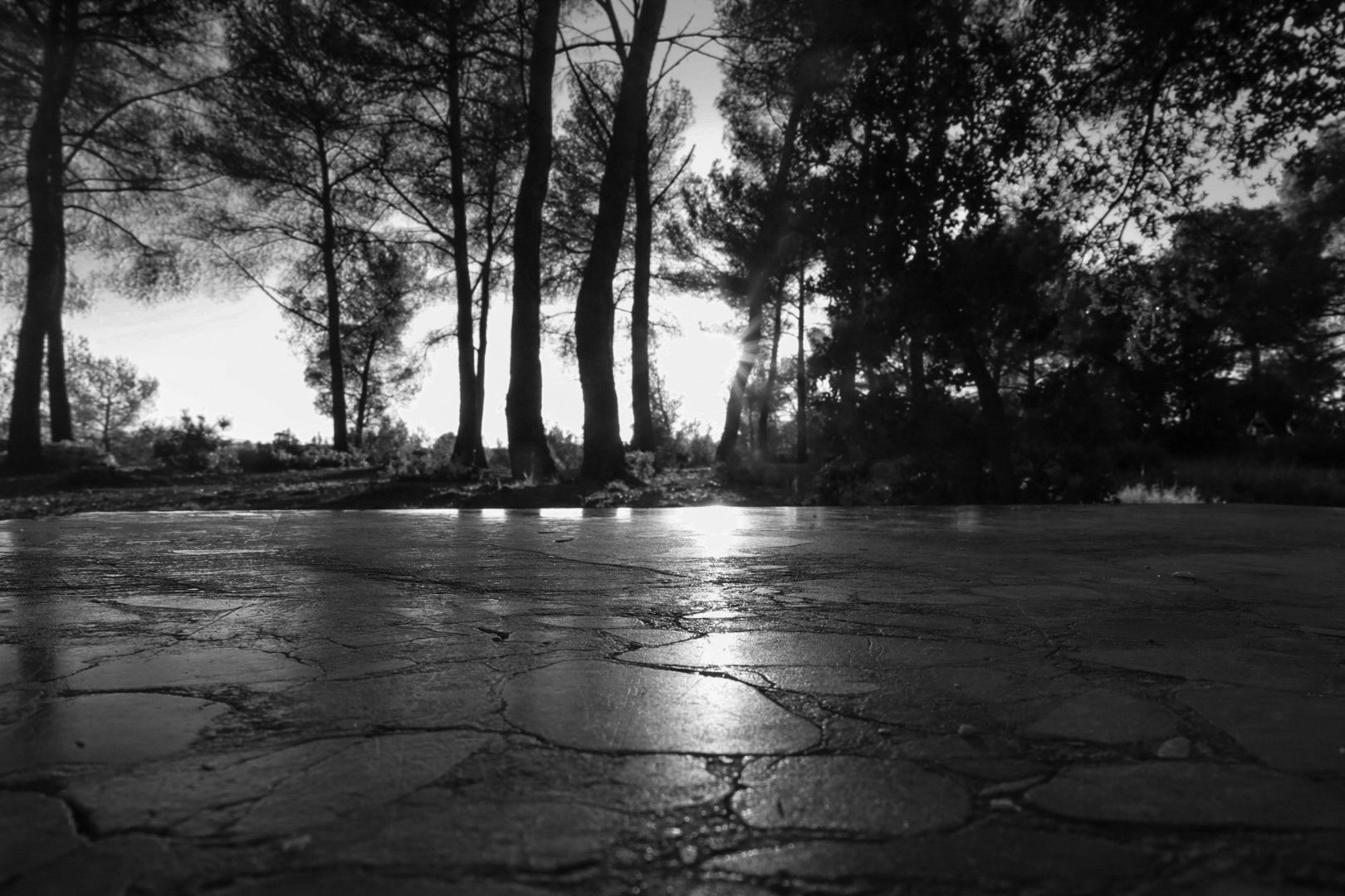 Rayon de soleil couchant glissant sur une dalle pierreuse, pins en arrière-plan à Bibemus, noir et blanc