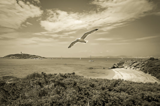 Goéland en vol au-dessus d’une crique avec le phare du grand rouveau au loin, rendu vintage sépia