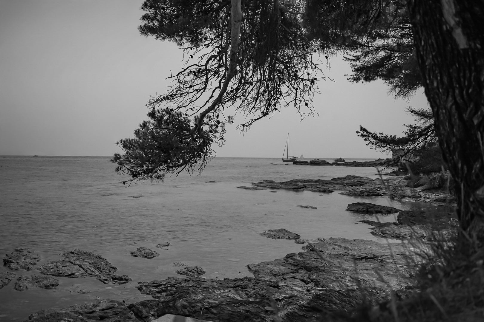Branches de pin cadrant un rivage rocheux et un voilier au large, île des Embiez, noir et blanc