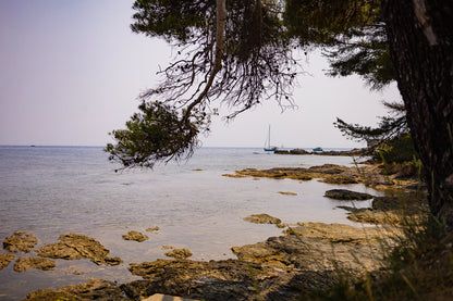 Branches de pin cadrant un rivage rocheux et un voilier au large, île des Embiez, couleur