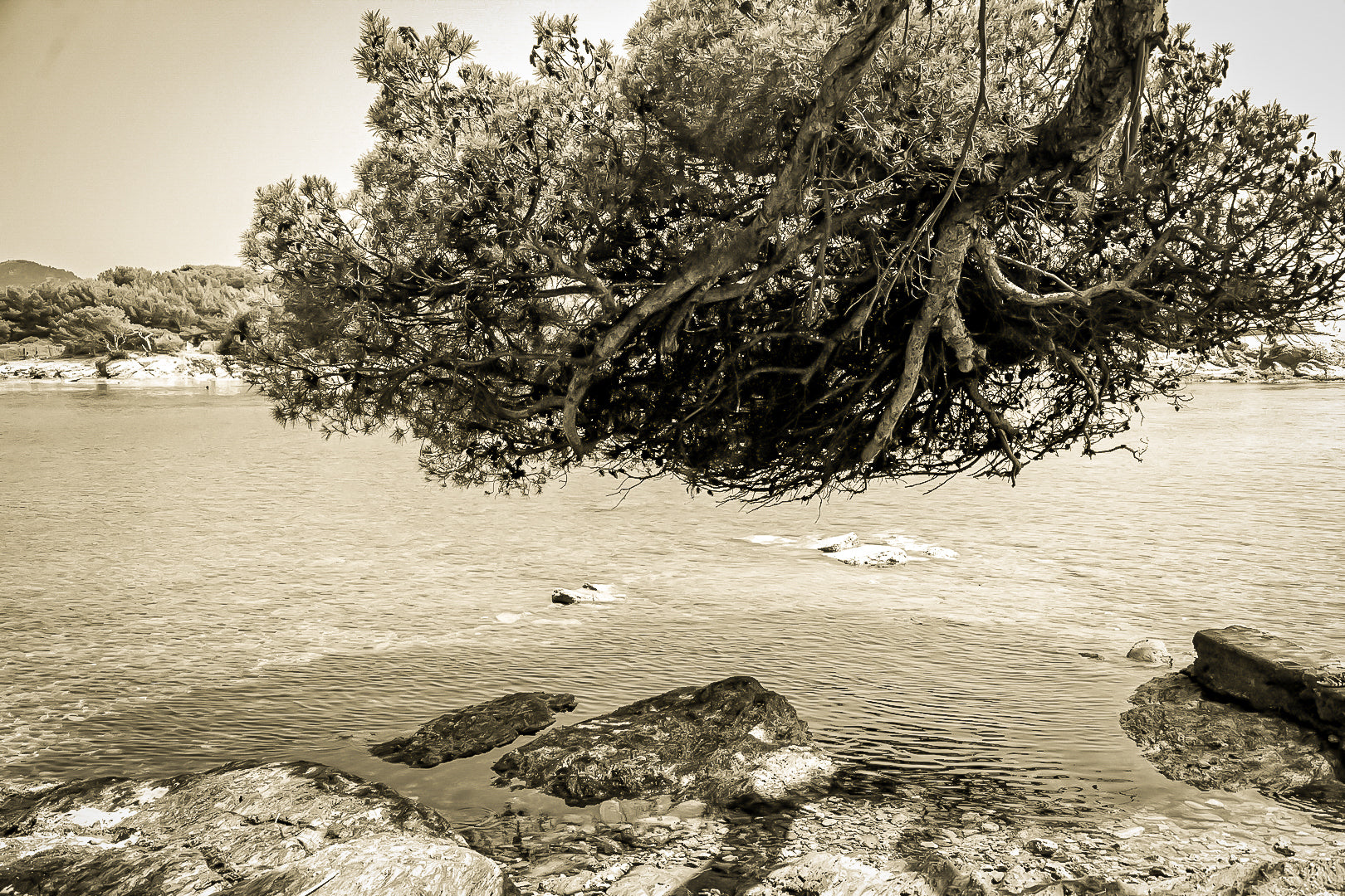 Grand pin parasol aux racines aériennes au-dessus de l’eau, rochers des Embiez, ton sépia