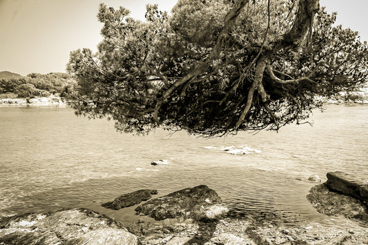 Grand pin parasol aux racines aériennes au-dessus de l’eau, rochers des Embiez, ton sépia