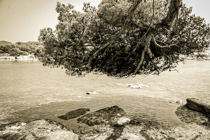 Grand pin parasol aux racines aériennes au-dessus de l’eau, rochers des Embiez, ton sépia