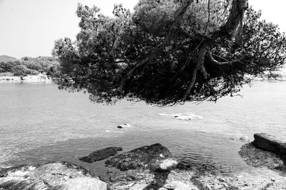 Grand pin parasol aux racines aériennes au-dessus de l’eau, rochers des Embiez, noir et blanc