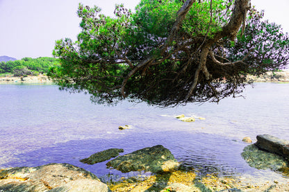 Grand pin parasol aux racines aériennes au-dessus de l’eau, rochers des Embiez, couleur