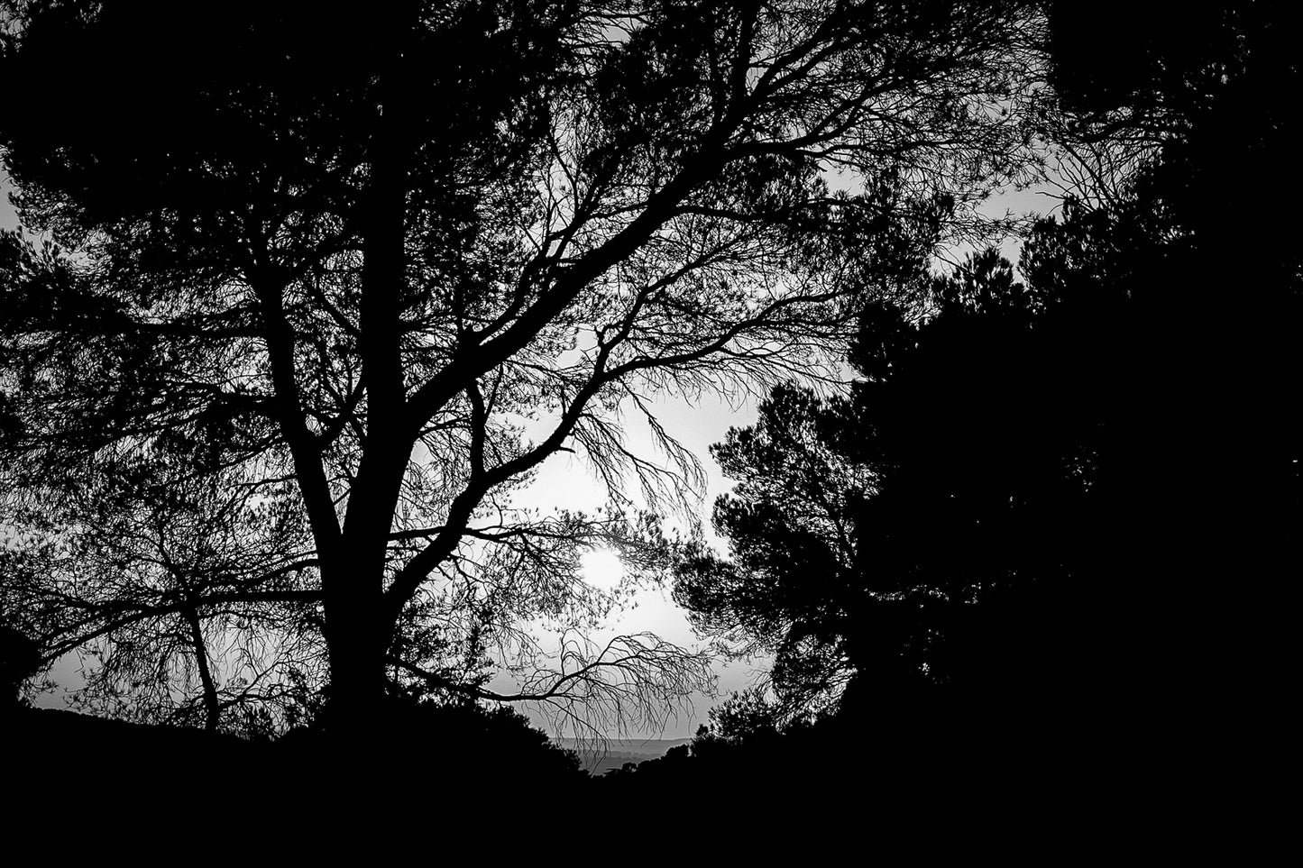 Arbre en silhouette découpé sur un ciel jaune au coucher de soleil à Bibemus, noir et blanc
