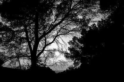 Arbre en silhouette découpé sur un ciel jaune au coucher de soleil à Bibemus, noir et blanc
