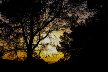 Arbre en silhouette découpé sur un ciel jaune au coucher de soleil à Bibemus
