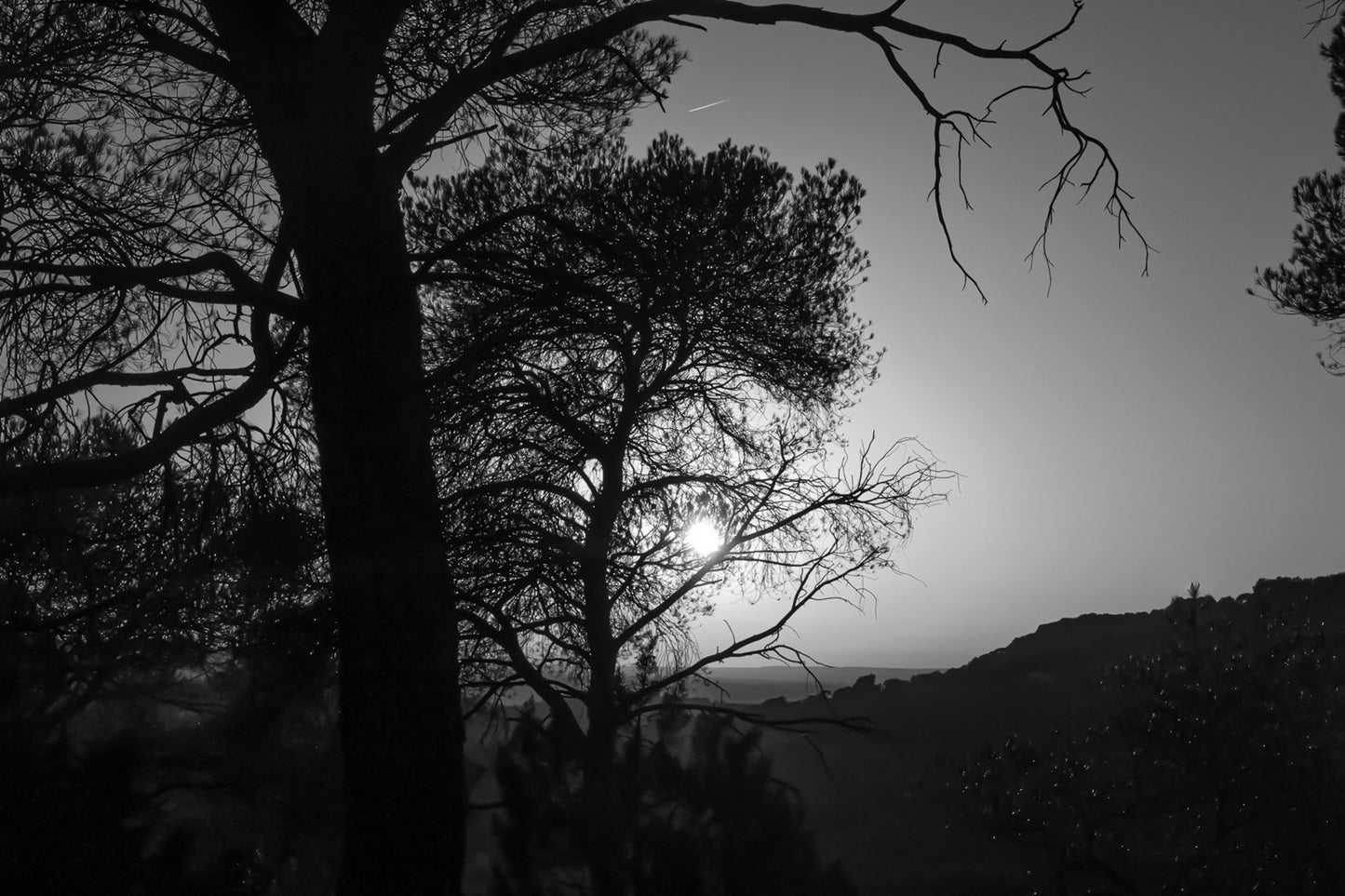 Soleil couchant visible entre les pins, reliefs d’Aix en arrière-plan, noir et blanc