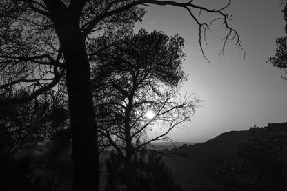 Soleil couchant visible entre les pins, reliefs d’Aix en arrière-plan, noir et blanc