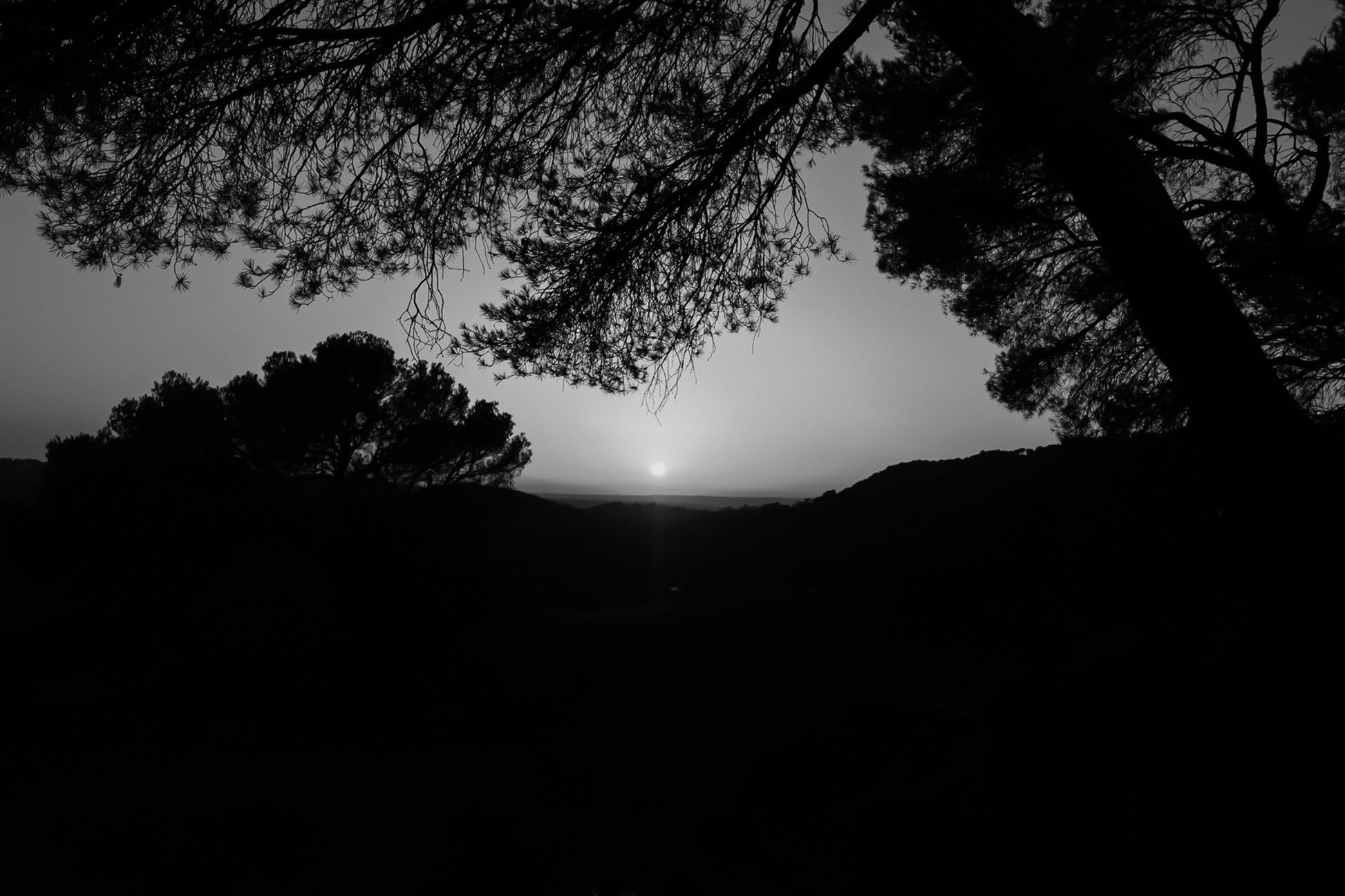 Soleil rond au centre d’un ciel orange, pins en silhouettes à Bibemus, noir et blanc