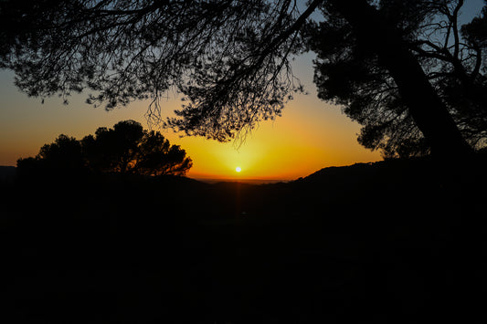 Soleil rond au centre d’un ciel orange, pins en silhouettes à Bibemus