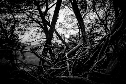 Amas de branches au premier plan avec soleil couchant flou entre les troncs à Bibemus, noir et blanc