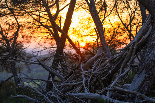 Amas de branches au premier plan avec soleil couchant flou entre les troncs à Bibemus