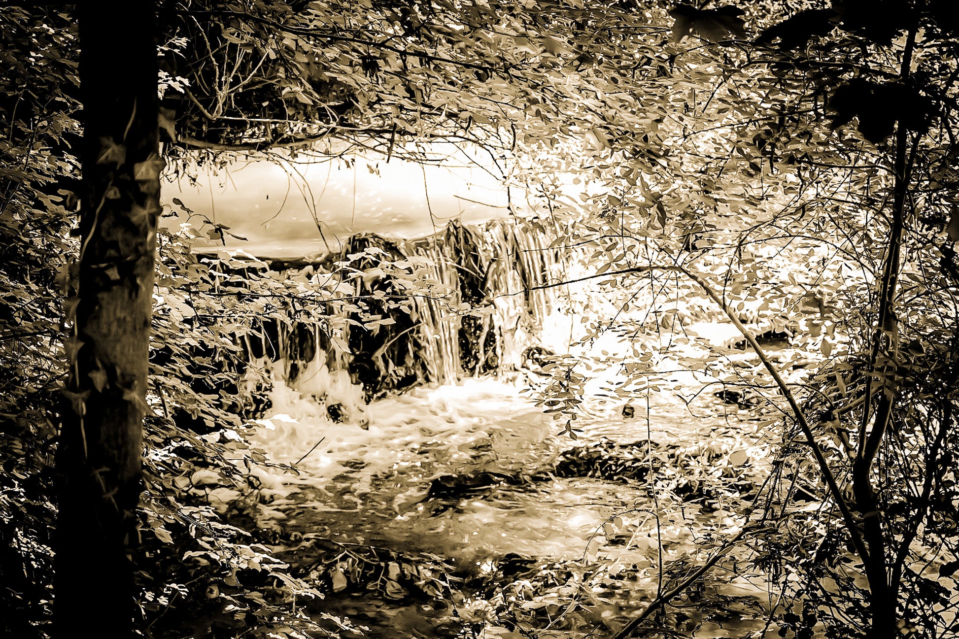 Cascade de la rivière de l’Arc entourée de feuillages verts et de lianes, vintage